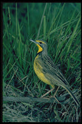 268074 Yellowthroated Longclaw A4 Photo Print