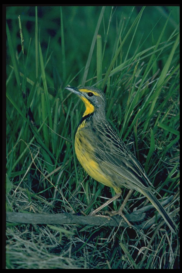 268074 Yellowthroated Longclaw A4 Photo Print