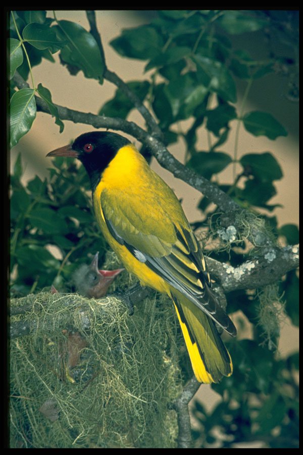 268075 Blackheaded Oriole A4 Photo Print