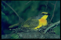 268076 Orangebreasted Bush Shrike A4 Photo Print