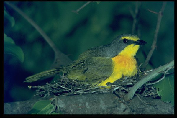 268076 Orangebreasted Bush Shrike A4 Photo Print