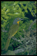 268077 Greyheaded Bush Shrike A4 Photo Print