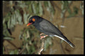268078 Redbilled Helmet Shrike A4 Photo Print