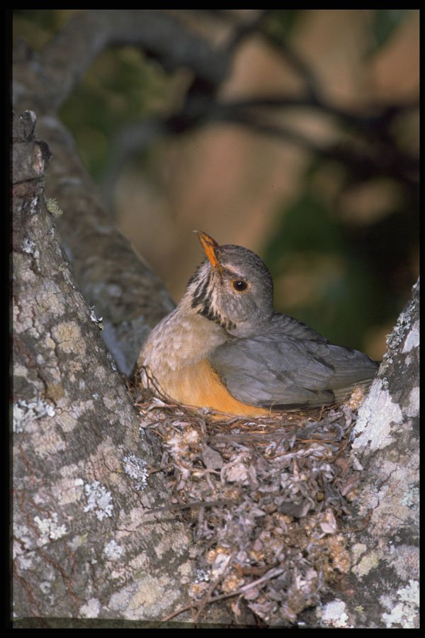 268079 Kurrichane Thrush A4 Photo Print