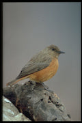 268080 Cape Rock Thrush A4 Photo Print