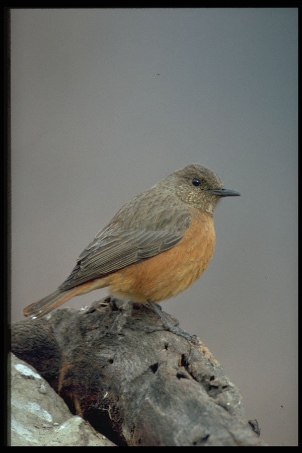 268080 Cape Rock Thrush A4 Photo Print