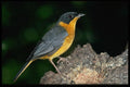 268081 Chorister Robin A4 Photo Print
