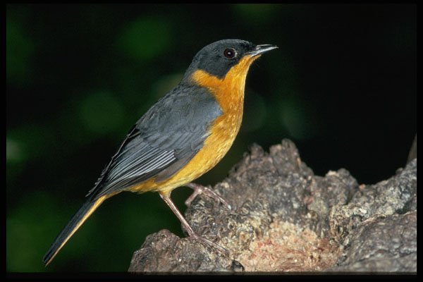 268081 Chorister Robin A4 Photo Print