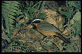 268082 Heuglins Robin A4 Photo Print