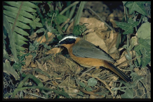 268082 Heuglins Robin A4 Photo Print