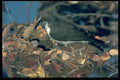 268083 Purplebacked Sunbird A4 Photo Print
