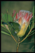 268084 Cape White Eye A4 Photo Print