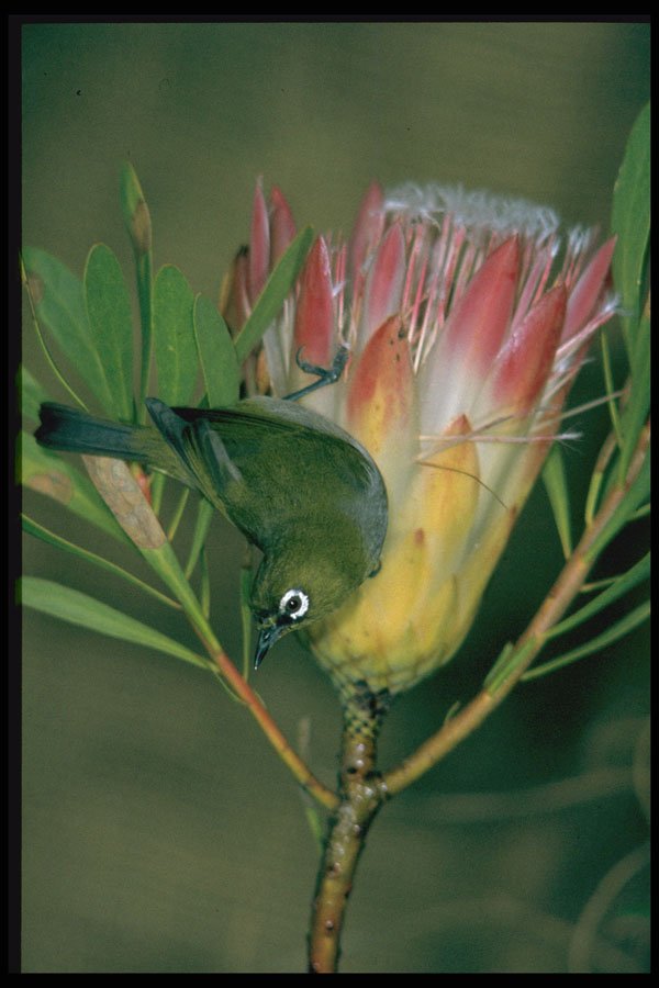 268084 Cape White Eye A4 Photo Print