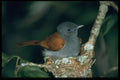268086 Paradise Flycatcher A4 Photo Print