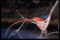 268087 Paradise Flycatcher A4 Photo Print