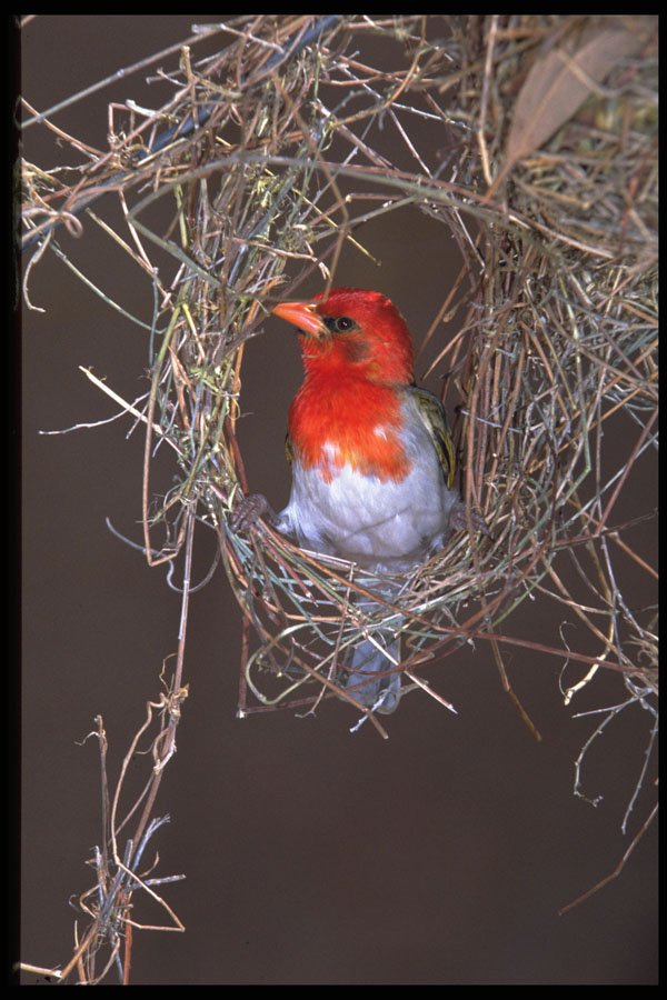 268089 Redheaded Weaver A4 Photo Print