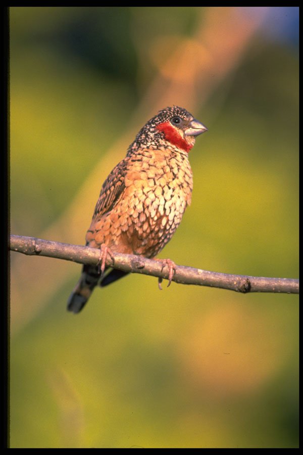 268090 Cutthroat Finch A4 Photo Print