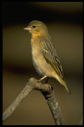 268091 Masked Weaver A4 Photo Print