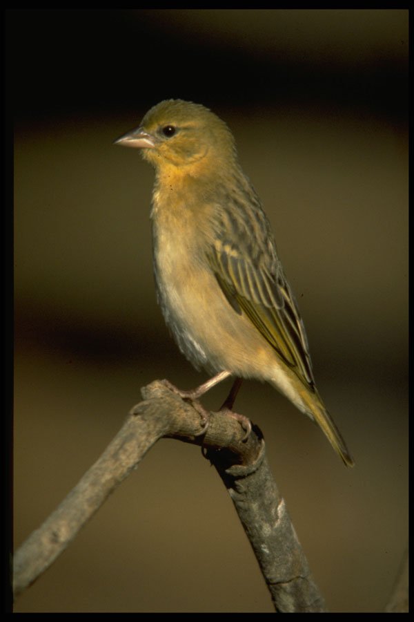 268091 Masked Weaver A4 Photo Print