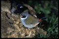 268092 Blackfaced Swee A4 Photo Print