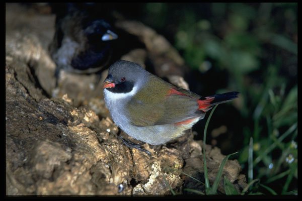 268092 Blackfaced Swee A4 Photo Print
