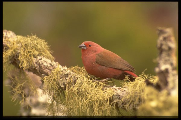 268093 Jameson's Finch A4 Photo Print