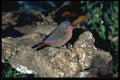 268094 Bluebilled Firefinch A4 Photo Print