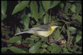 268095 Greencapped Eremomela A4 Photo Print