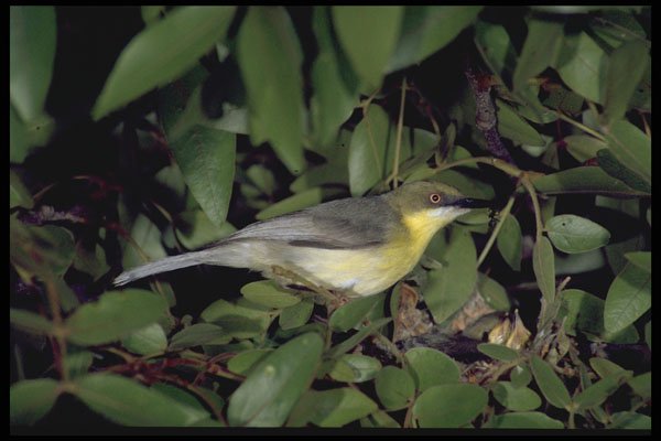 268095 Greencapped Eremomela A4 Photo Print