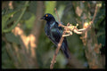268096 Cape Glossy Starling A4 Photo Print