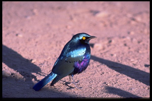 268097 Blue Eared Glossy Starling A4 Photo Print