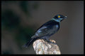 268098 Blackbellied Glossy Starling A4 Photo Print