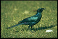 268099 Burchell's Glossy Starling A4 Photo Print