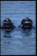 270084 Navy SEALs, Water Insertion, Frogmen A4 Photo Print