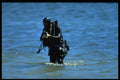 270085 Navy SEALs, Water Insertion, Frogmen A4 Photo Print