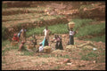 271012 Harvesting Onions, Mali A4 Photo Print