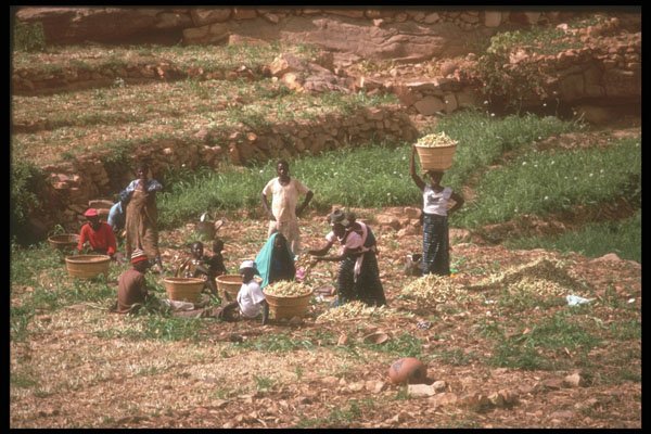 271012 Harvesting Onions, Mali A4 Photo Print