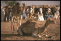 271013 Camel Market, Niger A4 Photo Print