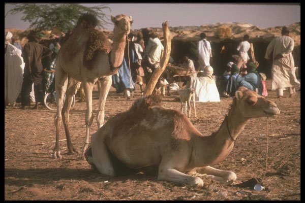 271013 Camel Market, Niger A4 Photo Print