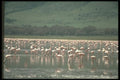 271022 Flamingos, Ngorongora Crator, Tanzania A4 Photo Print