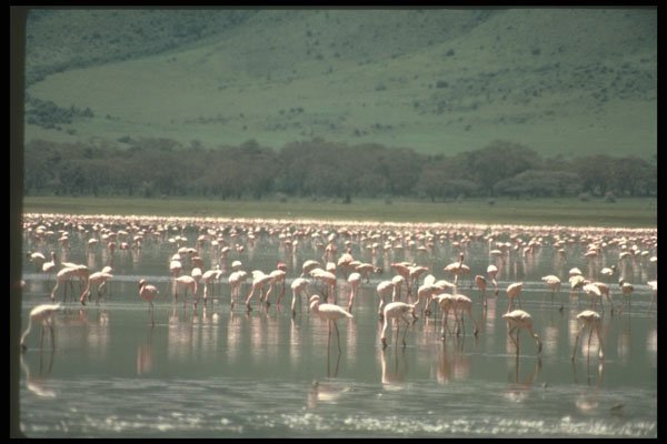 271022 Flamingos, Ngorongora Crator, Tanzania A4 Photo Print