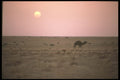 271031 Camel And Desert Sunset A4 Photo Print