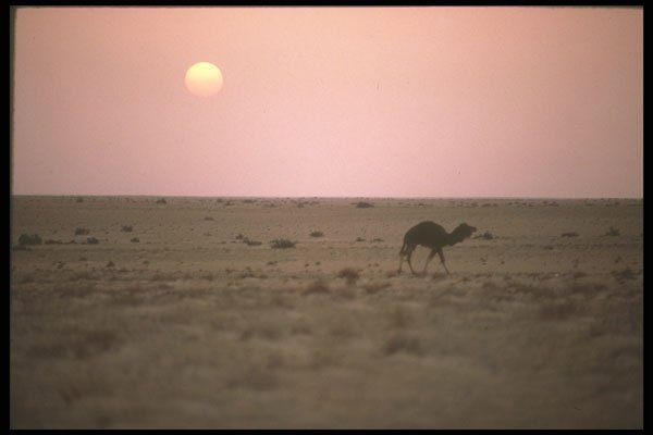 271031 Camel And Desert Sunset A4 Photo Print
