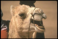 271045 Angry Camel, Sahara A4 Photo Print