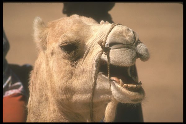 271045 Angry Camel, Sahara A4 Photo Print