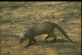 271048 Banded Mongoose A4 Photo Print