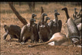 271049 Vultures Surrounding Carrion A4 Photo Print