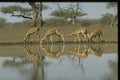 271050 Gazelles, Drinking A4 Photo Print