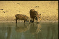 271051 Warthog A4 Photo Print