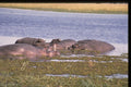 271053 Hippos A4 Photo Print